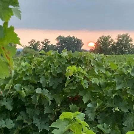 Chateau Cazevert B&B Blasimon